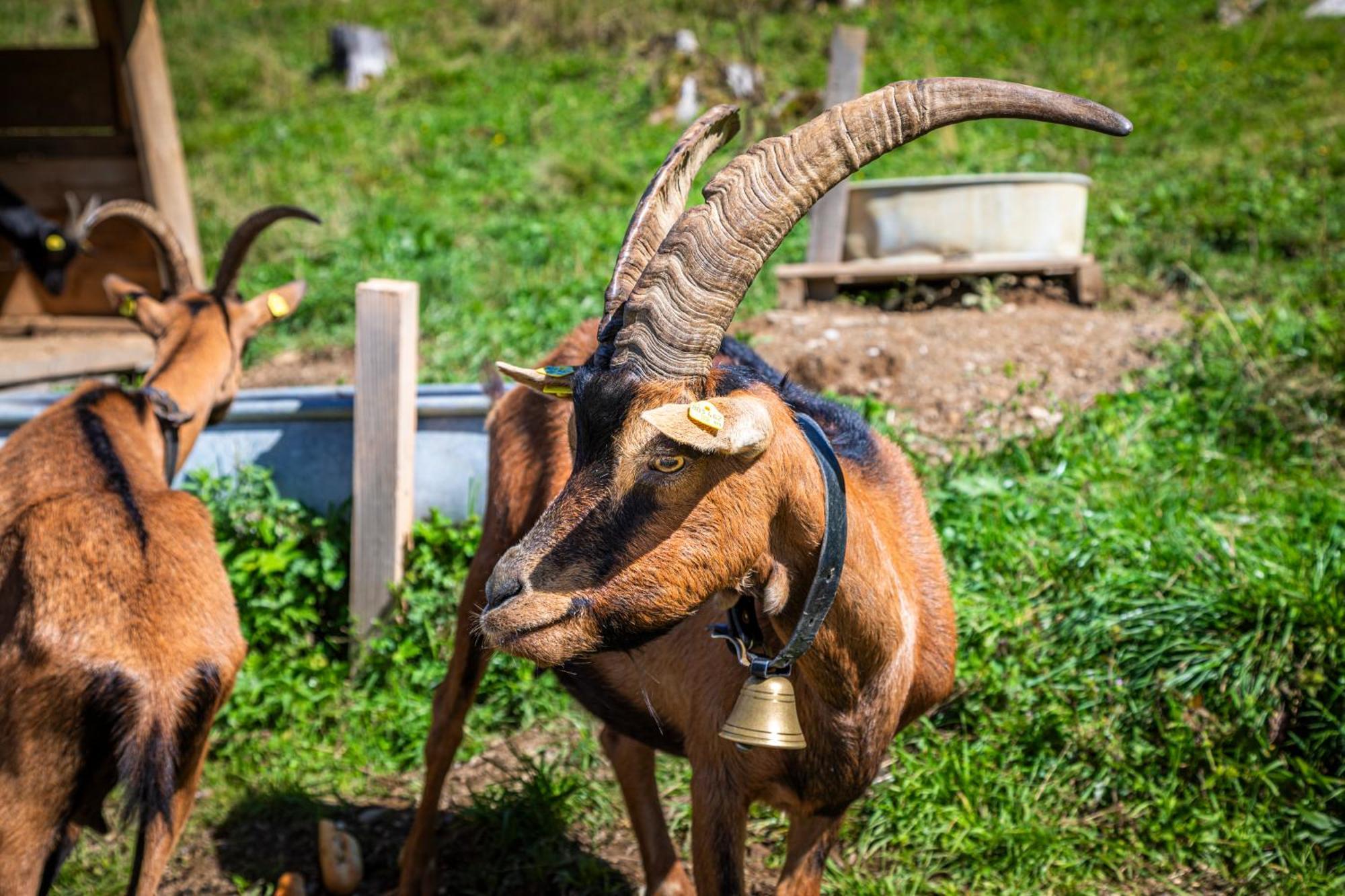 Taurachhof Astlehen Lägenhet Alpendorf  Exteriör bild