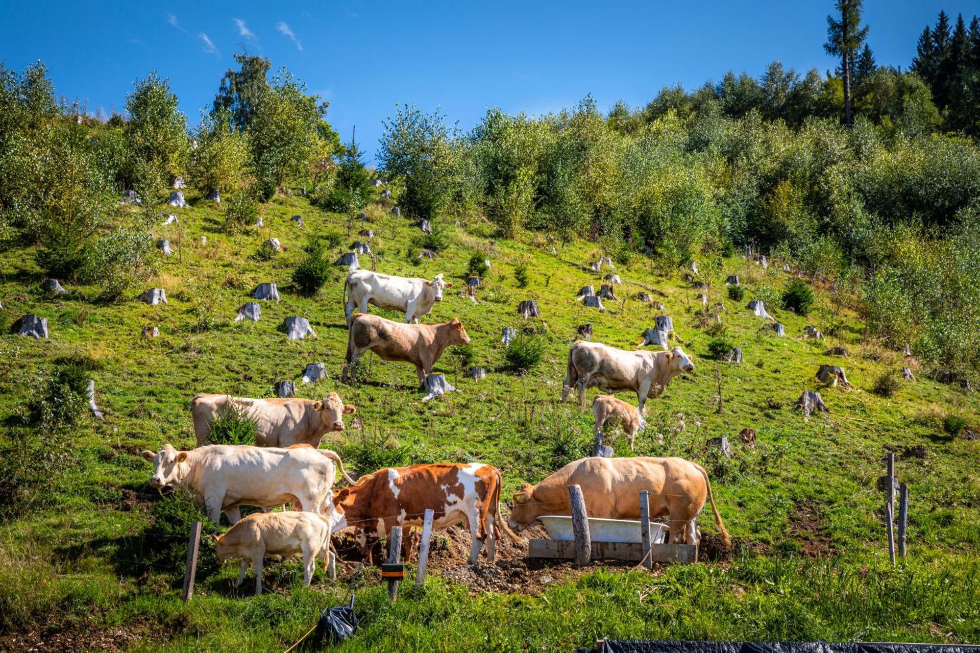 Taurachhof Astlehen Lägenhet Alpendorf  Exteriör bild