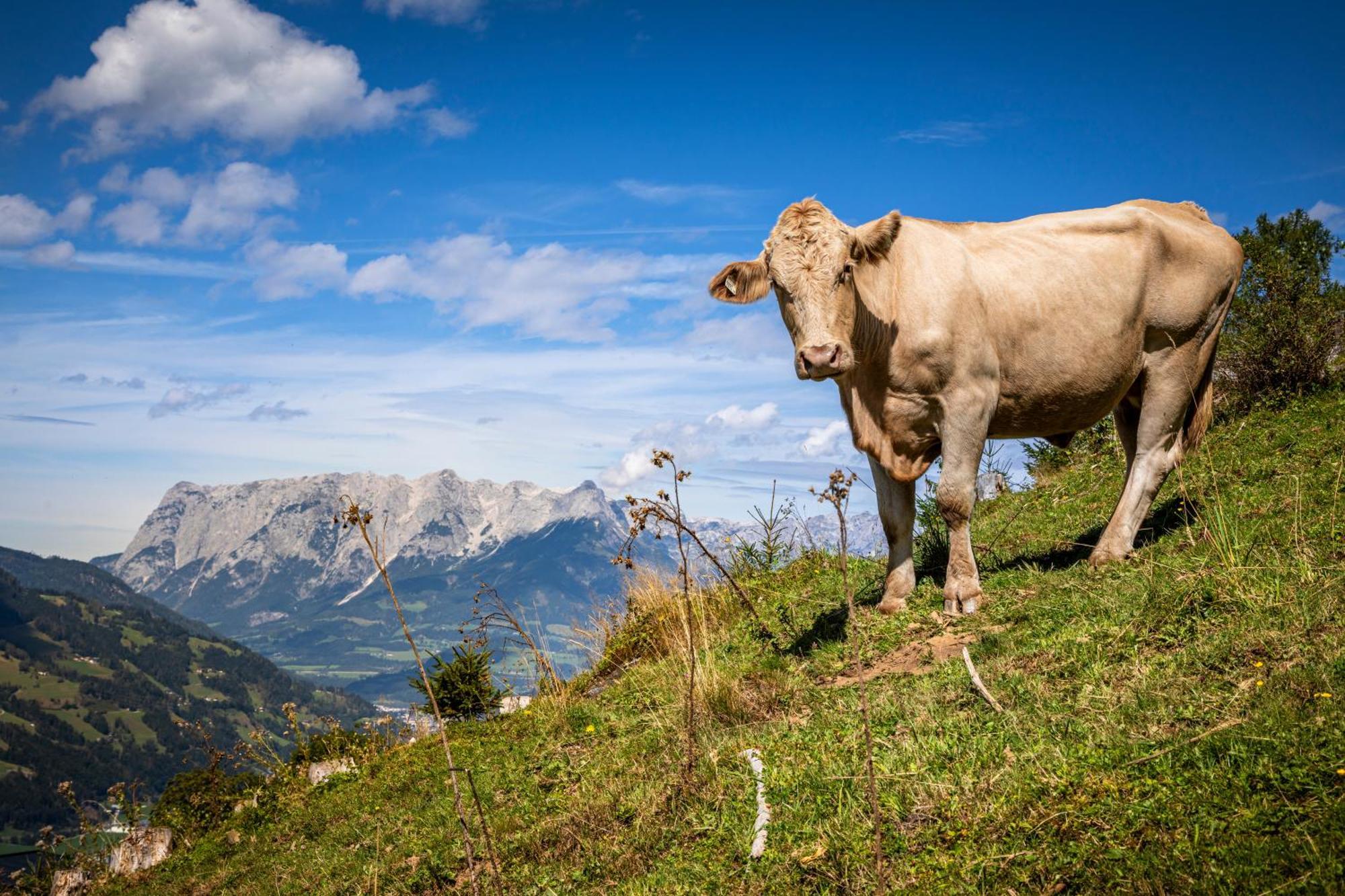 Taurachhof Astlehen Lägenhet Alpendorf  Exteriör bild